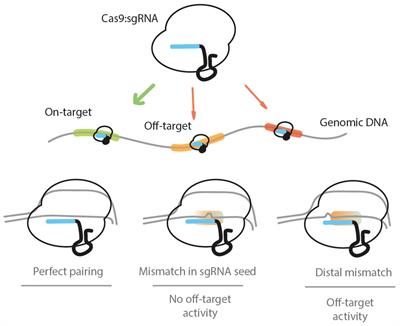 The Off-Targets of Clustered Regularly Interspaced Short Palindromic Repeats Gene Editing